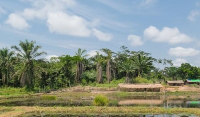 Pisciculture in Bengamis, Democratic Republic of the Congo