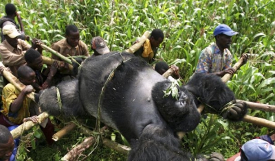 Conservation Rangers from an Anti-Poaching unit work with locals to evacuate the bodies of four Mountain Gorrillas killed in mysterious circumstances in the park, July 24, 2007, Virunga National Park, Eastern Congo. 