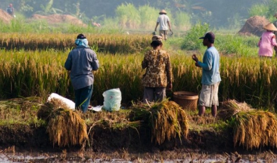 Peasants work in a rice field in Gunung Kidul, Yogyakarta, Indonesia.