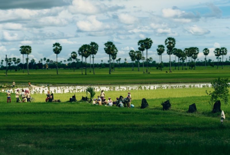 Rice farmers in Cambodia.