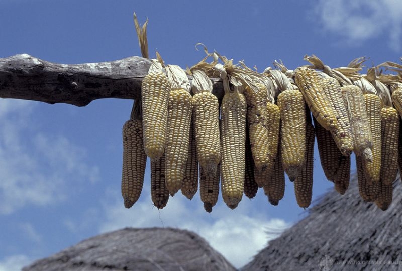 Drying corn. Ghana.