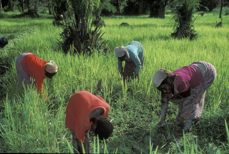 Women doing work on crops in Ghana.