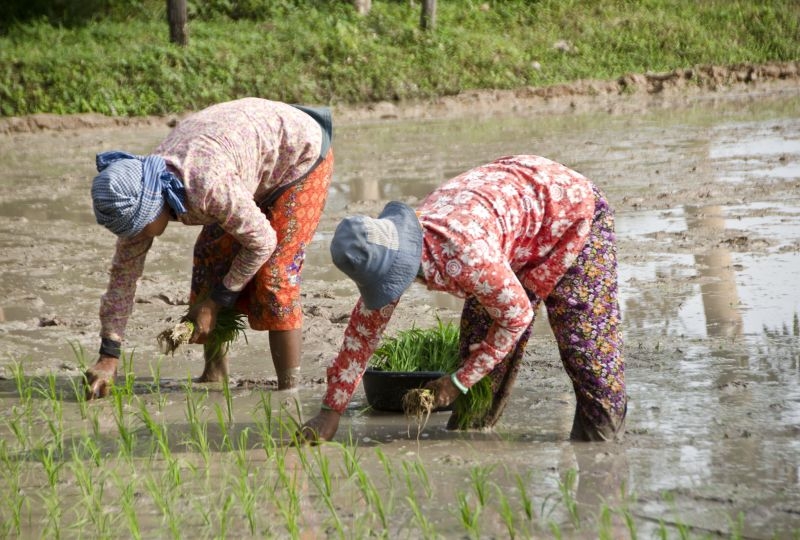 Women harvesting a rice field in Cambodia