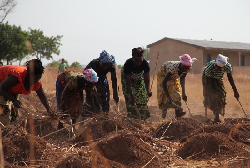 Members of Rural Women's Farmers Association of Ghana (RUWFAG) preparing a field for sowing 