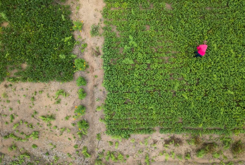 Aerial view of a woman in her field