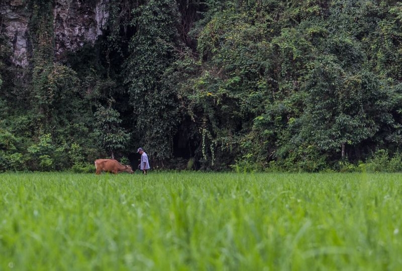 A farmer herds his cow at a rice paddy field in Rammang-rammang village, Maros, South Sulawesi, Indonesia